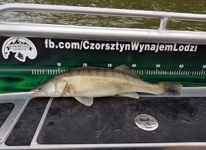 Czorsztyński Sandacz, Podhalański Puchar Sandacza