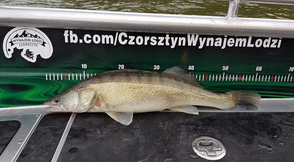 Czorsztyński Sandacz, Podhalański Puchar Sandacza
